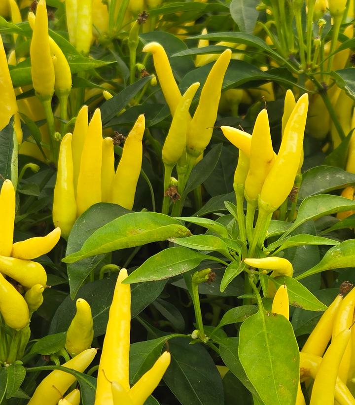 Image Credit: Prides Corner Farms