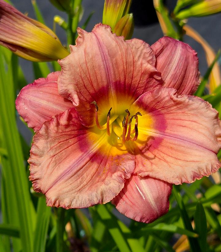 Image Credit: Prides Corner Farms