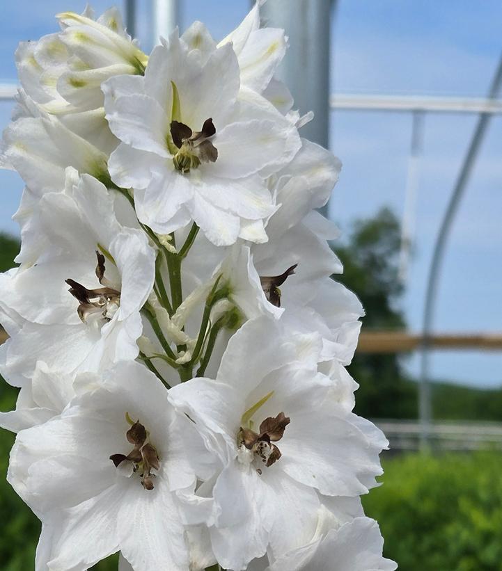 Image Credit: Prides Corner Farms
