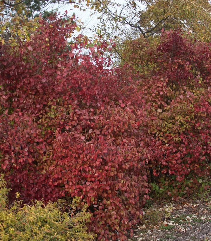 Image Credit: Johnson's Nursery