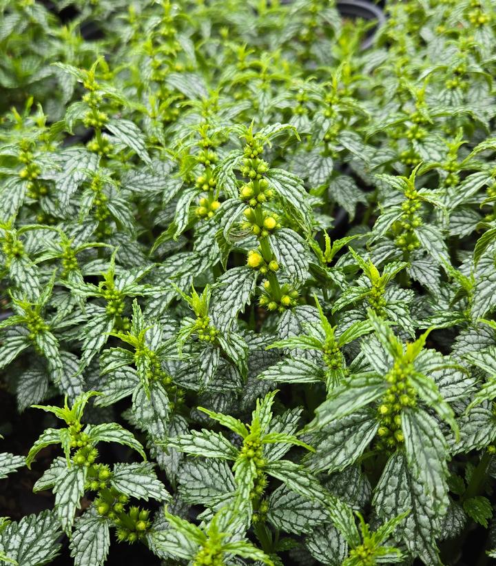 Image Credit: Prides Corner Farms