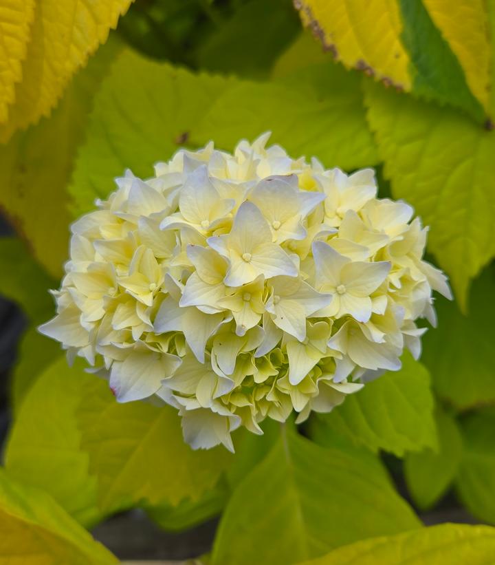 Image Credit: Prides Corner Farms