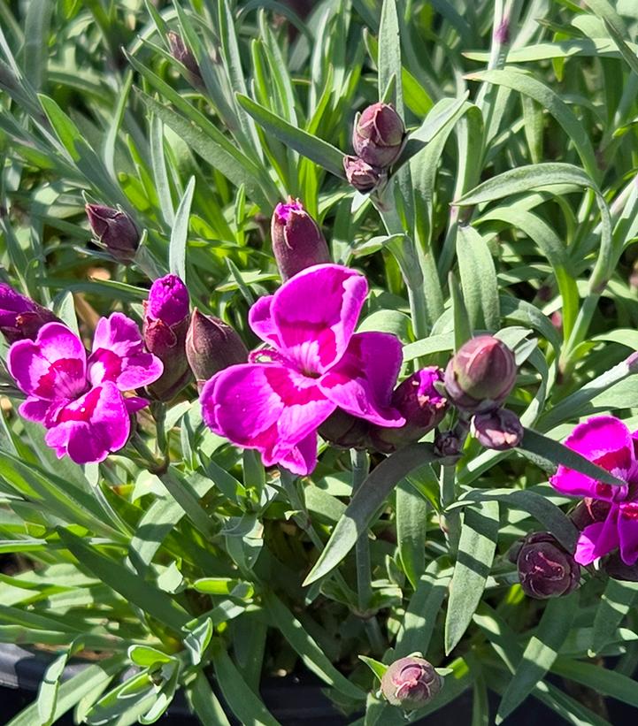 Image Credit: Prides Corner Farms