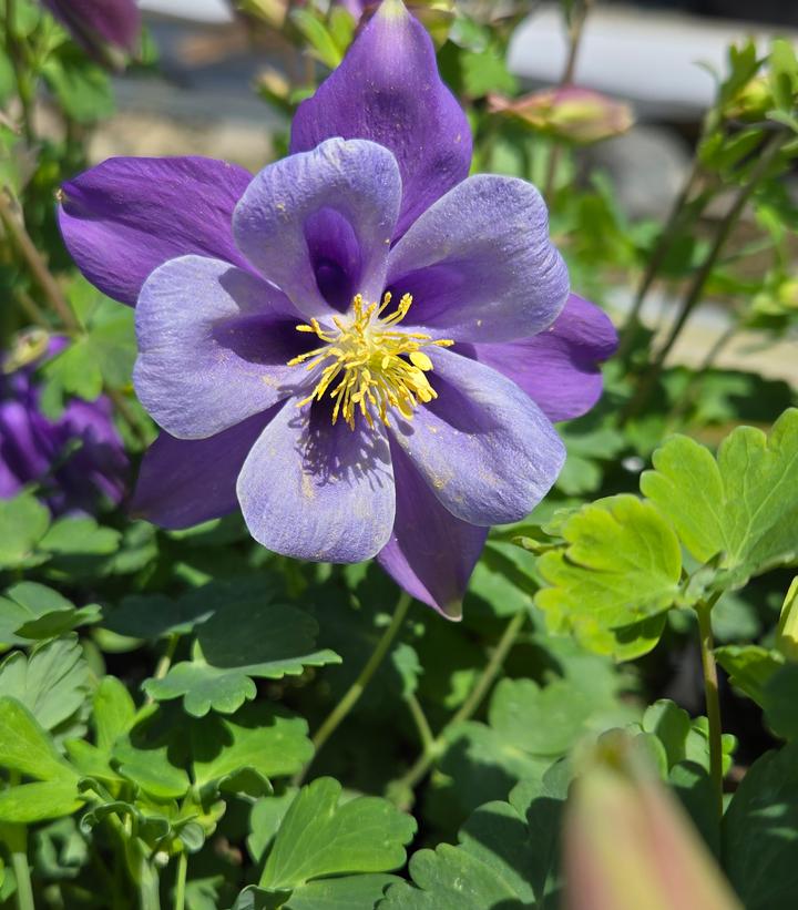 Image Credit: Prides Corner Farms