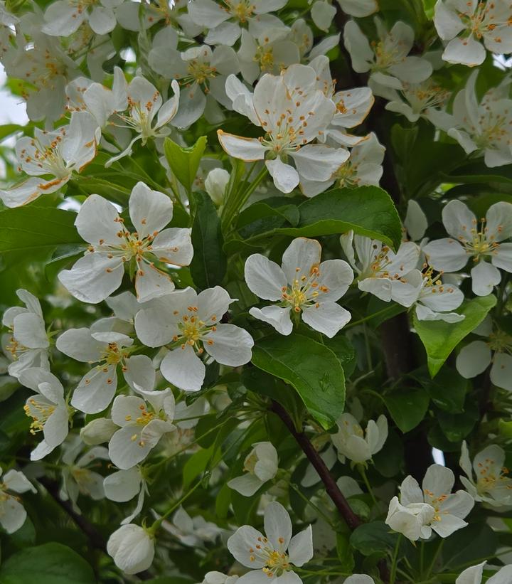 Image Credit: Prides Corner Farms