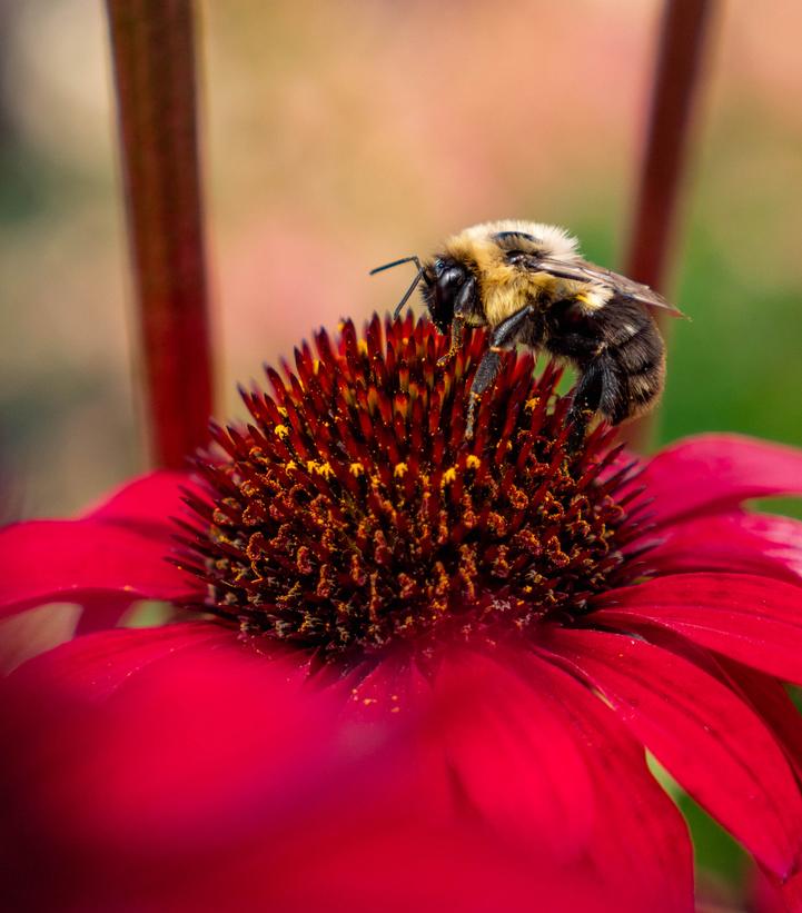 Image Credit: Bloomin' Easy