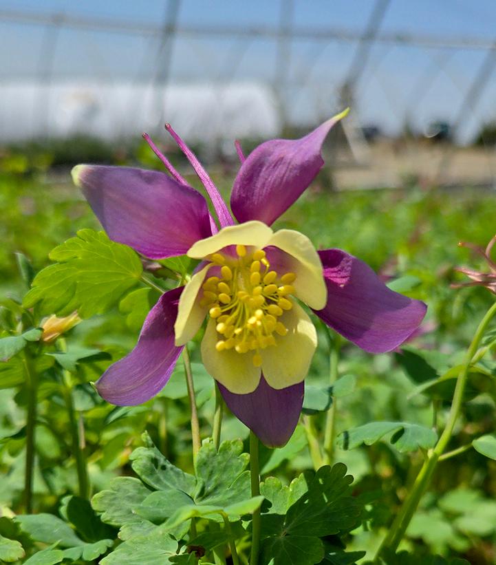 Image Credit: Prides Corner Farms