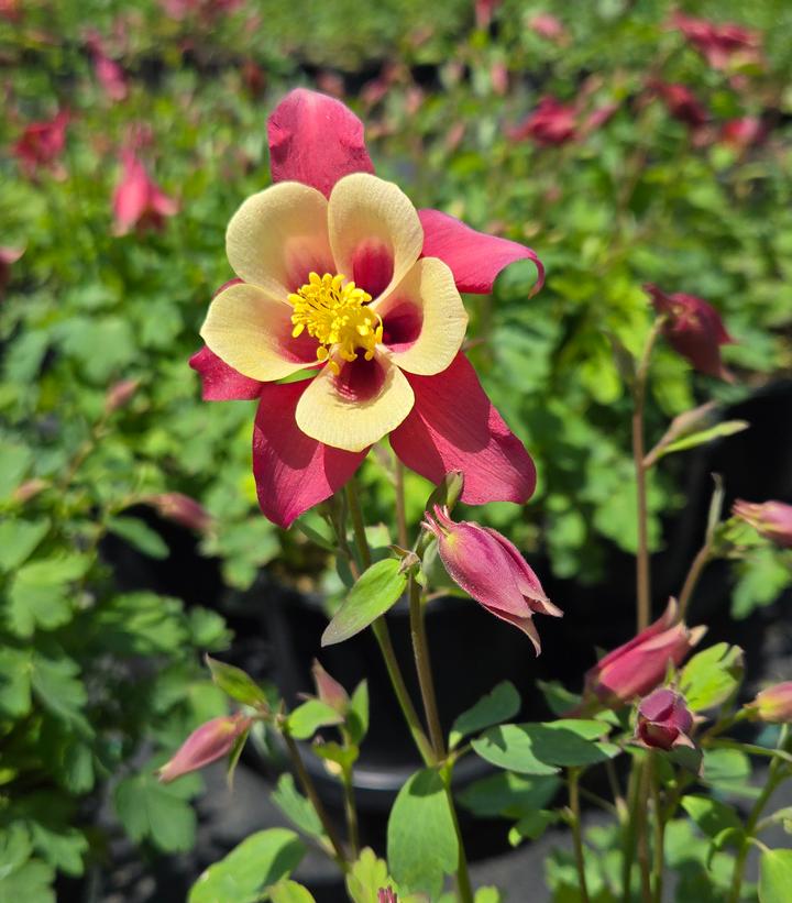 Image Credit: Prides Corner Farms