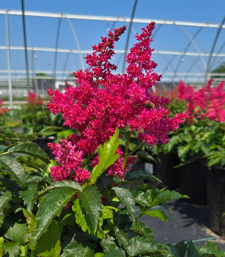 Image Credit: Prides Corner Farms