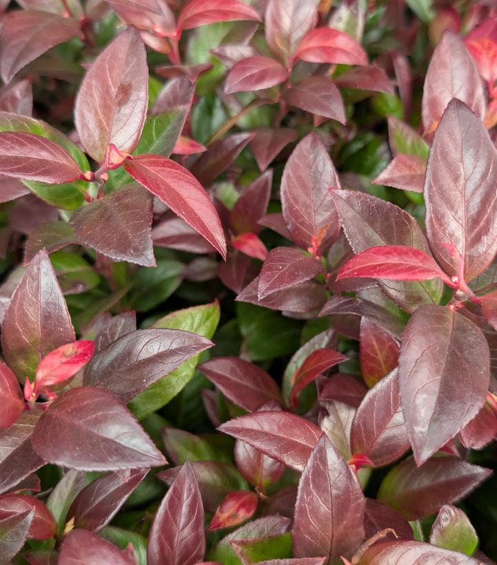 Image Credit: Prides Corner Farms