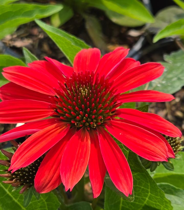 Image Credit: Prides Corner Farms