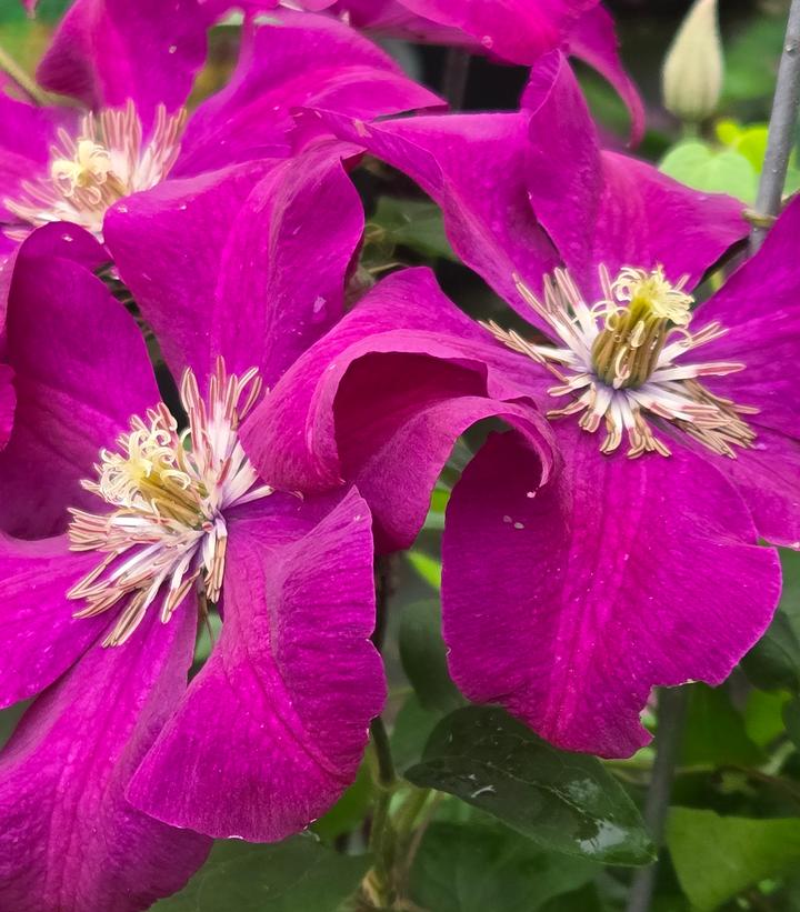 Image Credit: Prides Corner Farms