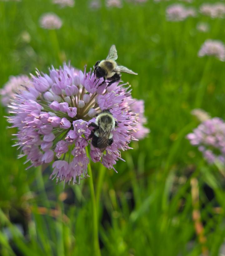 Image Credit: Prides Corner Farms