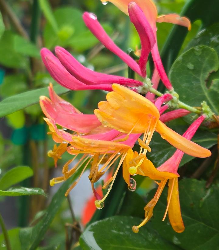 Image Credit: Prides Corner Farms