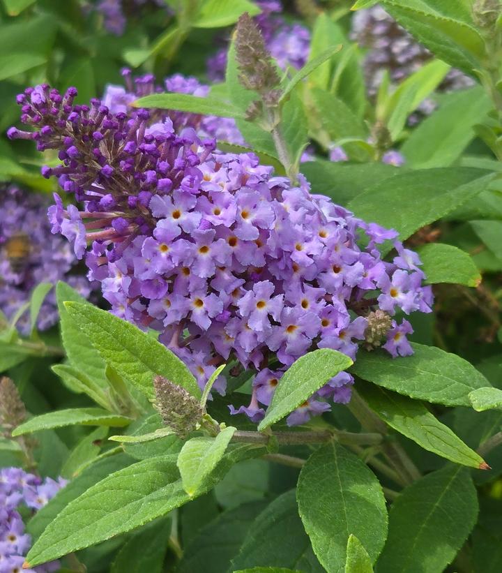 Image Credit: Prides Corner Farms