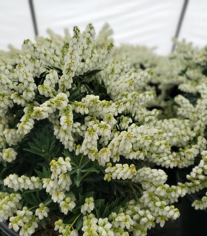 Image Credit: Prides Corner Farms