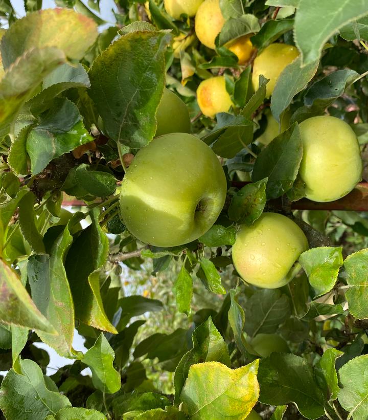 Image Credit: Plants Nouveau