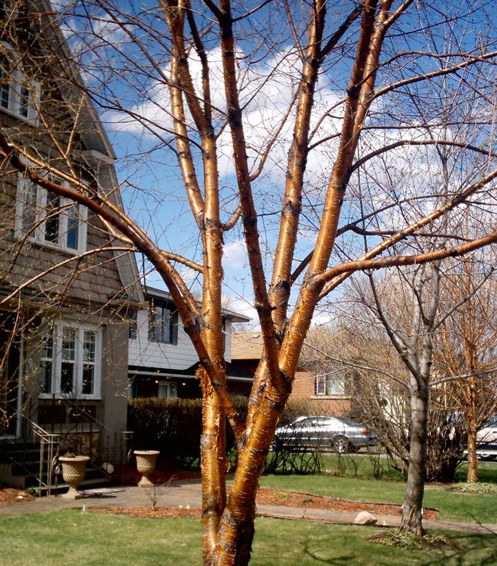 Image Credit: Wikipedia