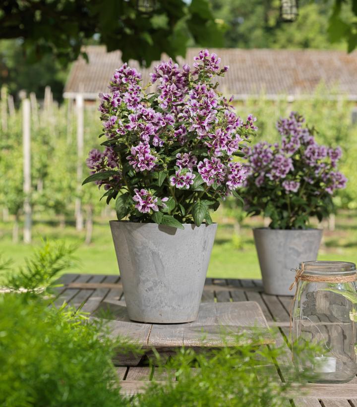 Image Credit: Ball Horticultural Company