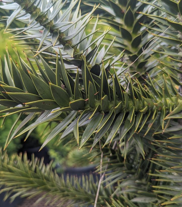 Image Credit: Prides Corner Farms