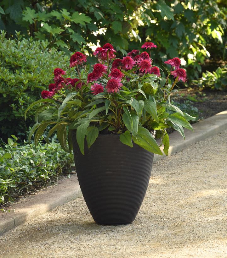 Image Credit: Proven Winners