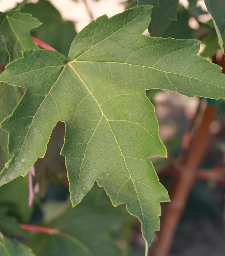 Image Credit: J. Frank Schmidt & Son Co.