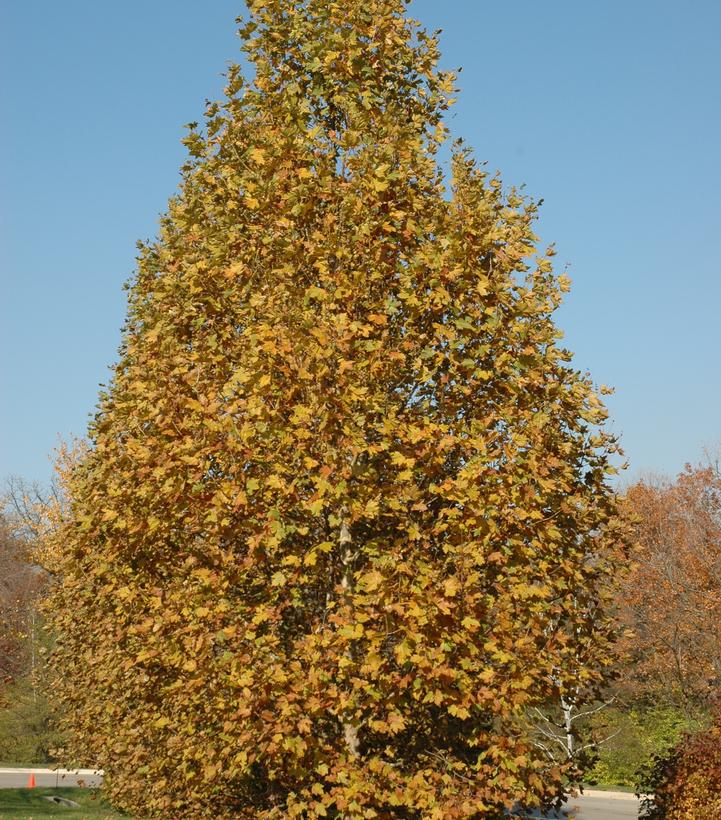 Image Credit: Plants Nouveau