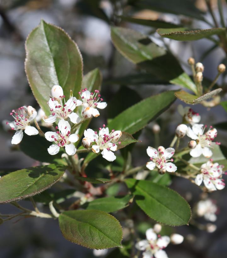 Image Credit: Spring Meadow Nursery