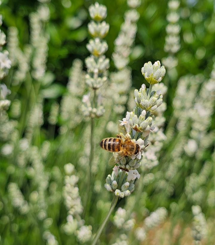 Image Credit: Concept Plants