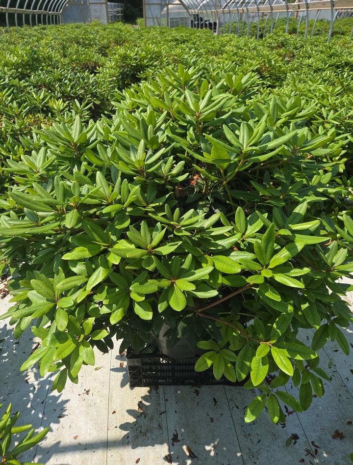 Rhododendron cat. Boursault