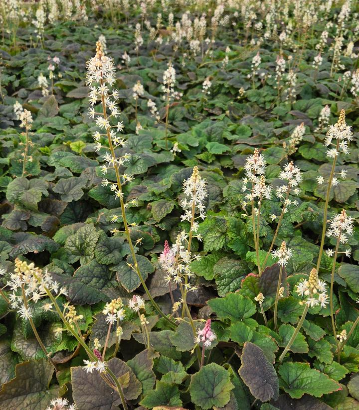 Image Credit: Prides Corner Farms