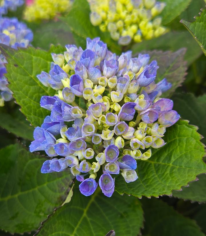 Image Credit: Prides Corner Farms