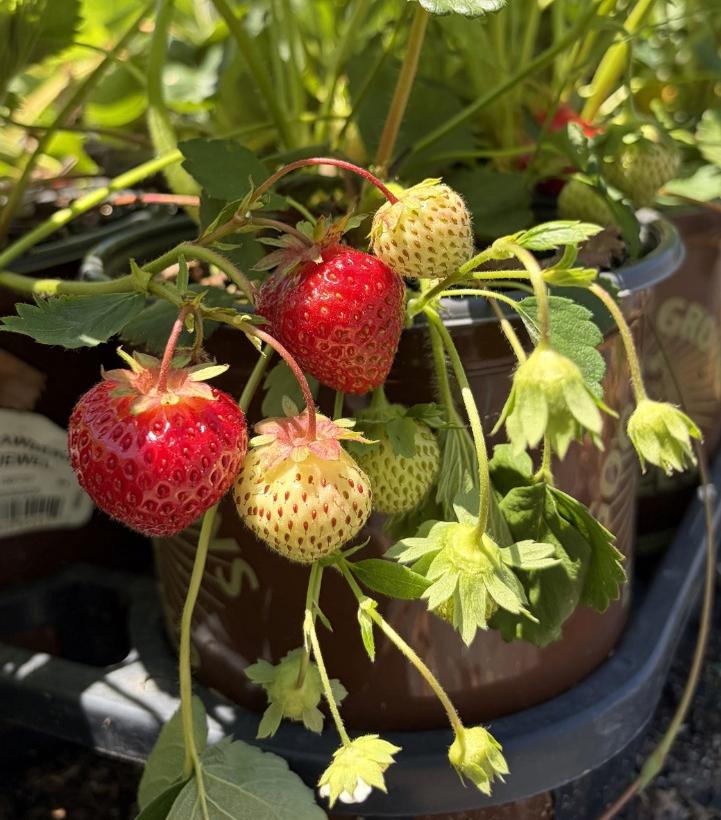 Strawberry 'Jewel' - Jewel Strawberry from Prides Corner Farms