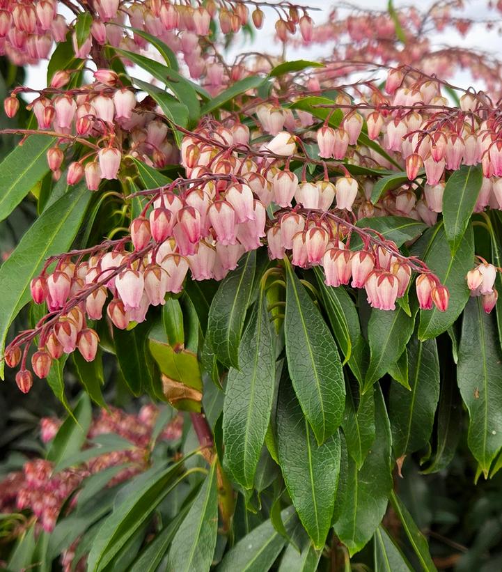 Image Credit: Prides Corner Farms