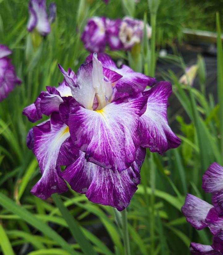 Image Credit: Prides Corner Farms