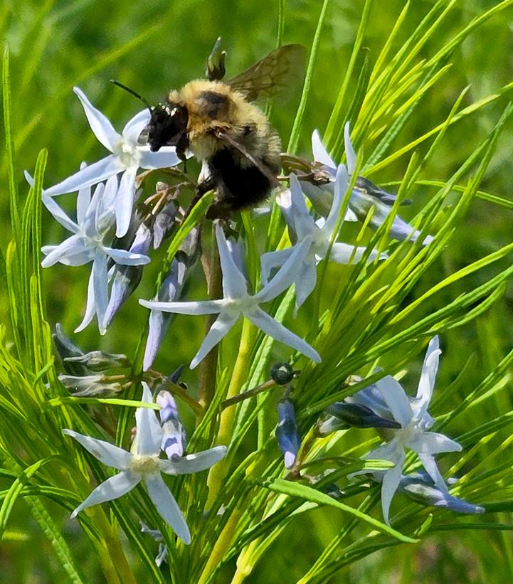 Image Credit: Prides Corner Farms