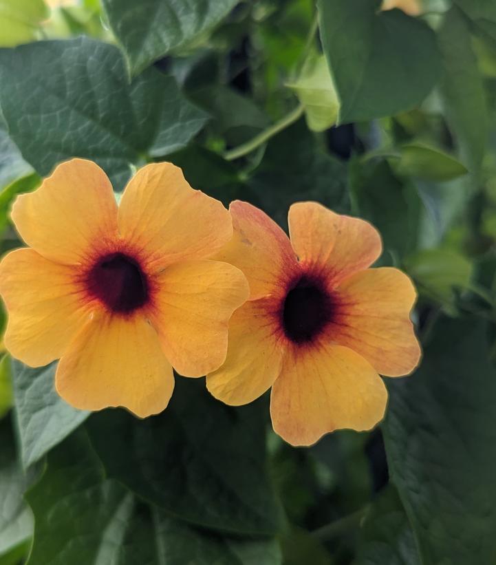 Image credit: Prides Corner Farms