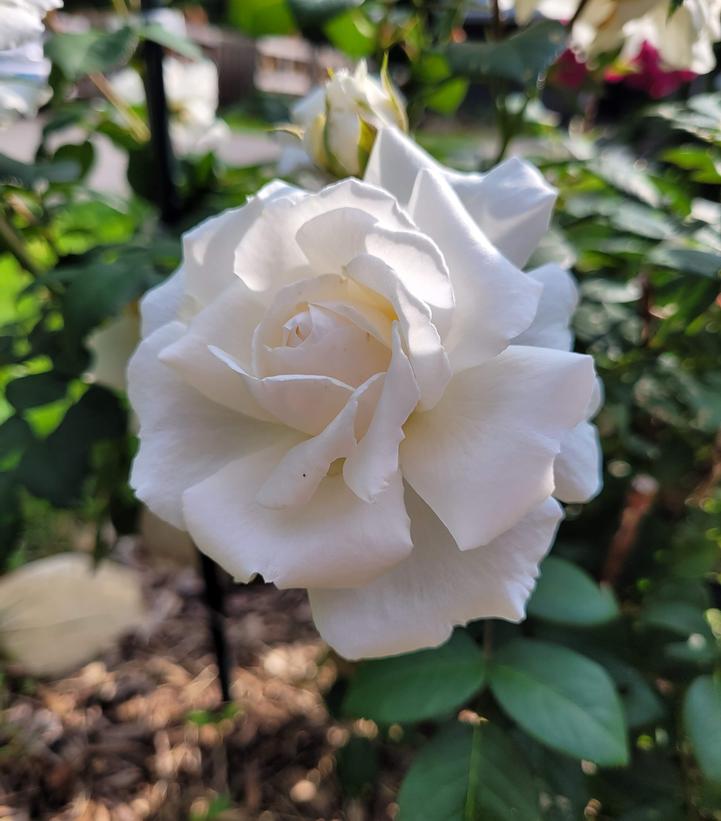 Image Credit: Prides Corner Farms