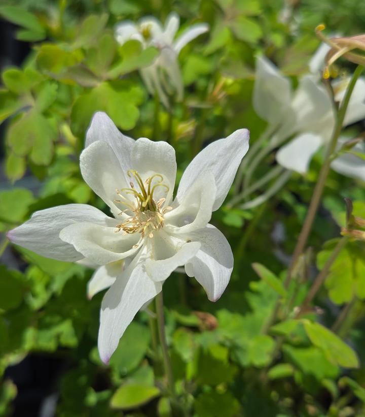 Image Credit: Prides Corner Farms