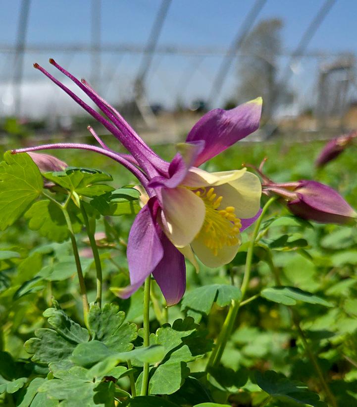 Image Credit: Prides Corner Farms