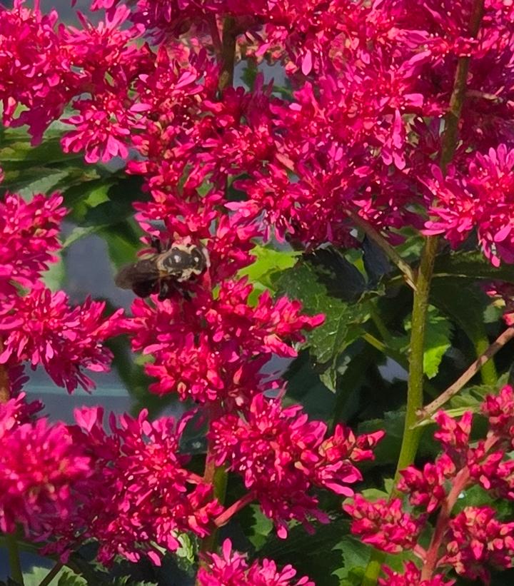 Image Credit: Prides Corner Farms