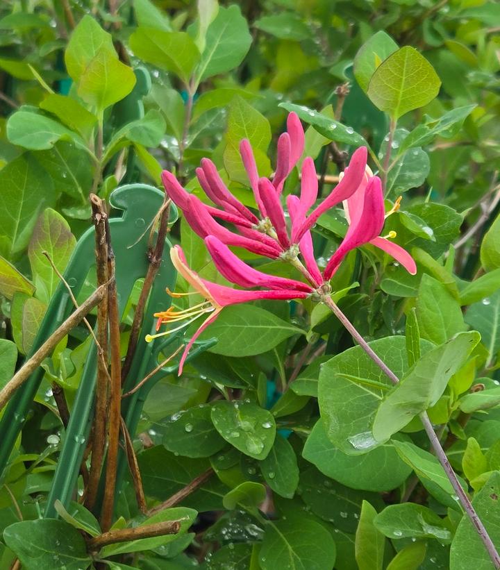 Image Credit: Prides Corner Farms