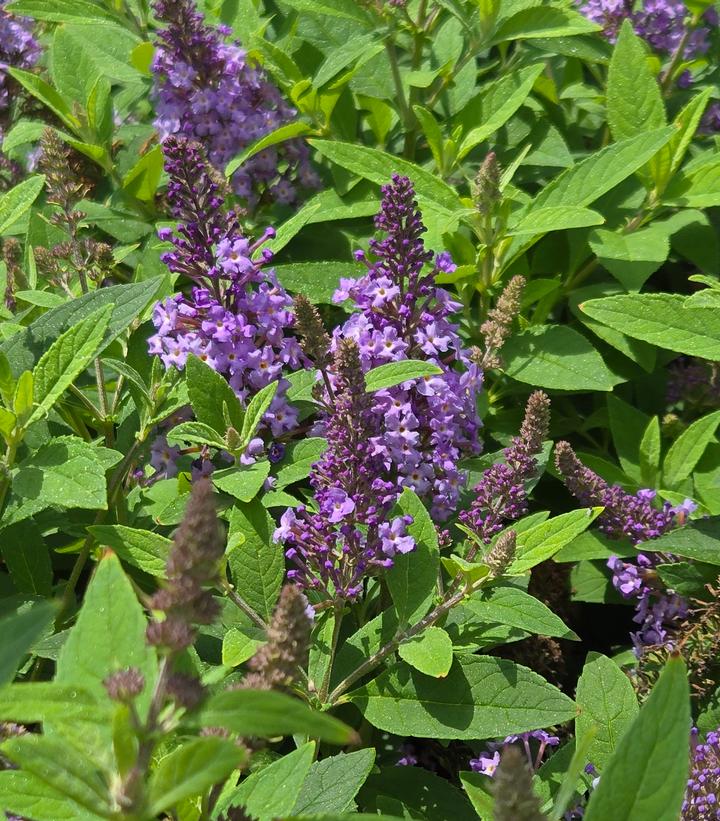 Image Credit: Prides Corner Farms