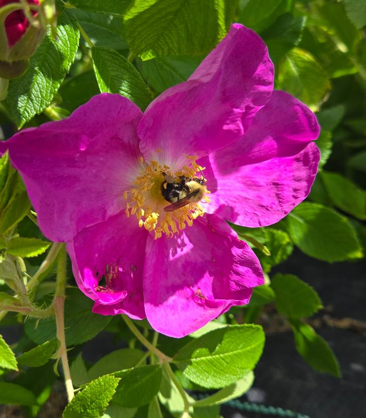 Image Credit: Prides Corner Farms