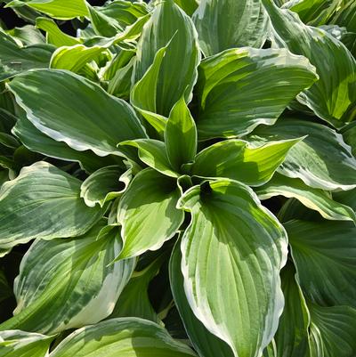 Hosta x 'So Sweet'