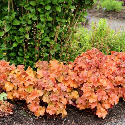 Heuchera Northern Exposure™ Amber