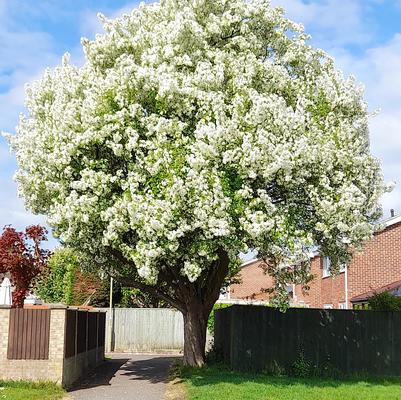 Crataegus crus-galli 'Inermis'