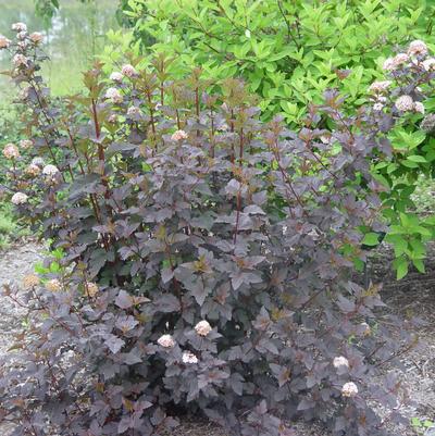 Physocarpus opulifolius Diabolo