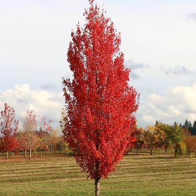 Acer rubrum Red Sentinel®