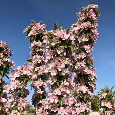 Malus Emerald Spire®